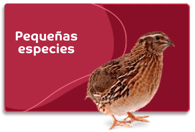 BANNER-LINEAS_07.jpg