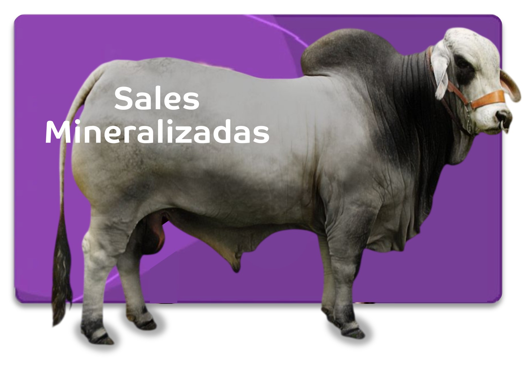 sales-mineralizadas-italcol.jpg